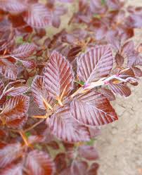 Attēlu rezultāti vaicājumam “Fagus sylvatica fo. purpurea”