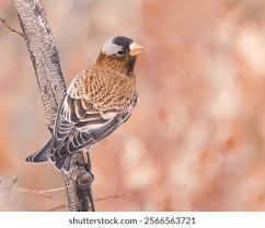 Attēlu rezultāti vaicājumam “Fringillidae”