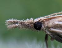 Attēlu rezultāti vaicājumam “Agriphila selasella”