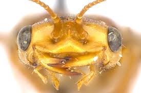 Attēlu rezultāti vaicājumam “Acantholyda erythrocephala”