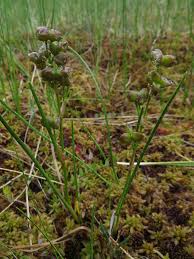 Attēlu rezultāti vaicājumam “Scheuchzeria palustris”