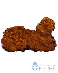 Attēlu rezultāti vaicājumam “Inonotus obliquus”