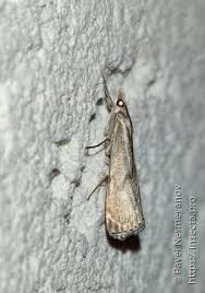 Attēlu rezultāti vaicājumam “Catoptria fulgidella”