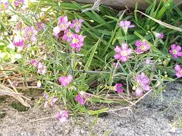 Attēlu rezultāti vaicājumam “Gypsophila muralis”