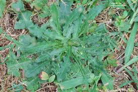 Attēlu rezultāti vaicājumam “Hypochaeris radicata leaf”