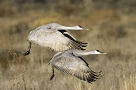 Image result for Grus canadensis