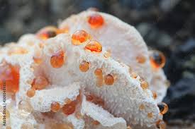 Attēlu rezultāti vaicājumam “Hydnellum ferrugineum”