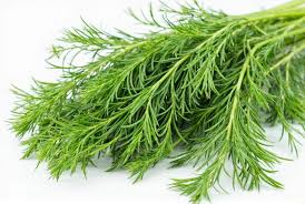 Image result for Dill