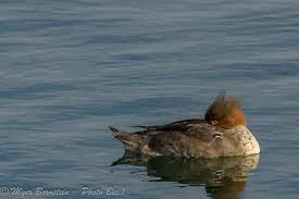 Attēlu rezultāti vaicājumam “Mergus serrator female”