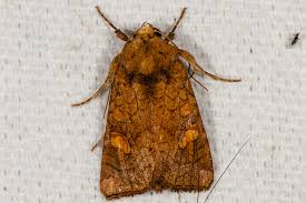 Attēlu rezultāti vaicājumam “Amphipoea”