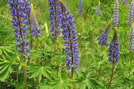 Attēlu rezultāti vaicājumam “Lupinus polyphyllus”