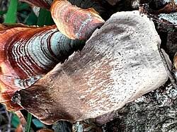 Attēlu rezultāti vaicājumam “Stereum fasciatum”