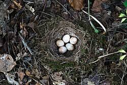 Attēlu rezultāti vaicājumam “Erithacus rubecula nest”