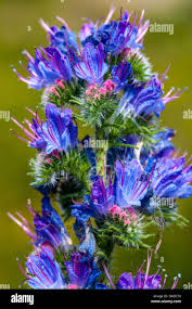 Attēlu rezultāti vaicājumam “Echium vulgare flower”
