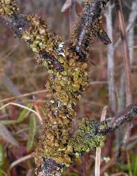 Attēlu rezultāti vaicājumam “Cetraria sepincola”