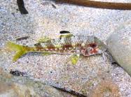 Image result for Mullus surmuletus