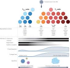 Image result for Cambridge N C I Cc
