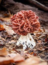 Attēlu rezultāti vaicājumam “Gyromitra”