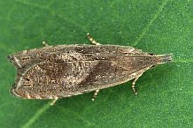 Attēlu rezultāti vaicājumam “Dichrorampha simpliciana”