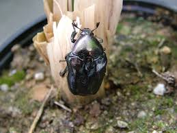 Attēlu rezultāti vaicājumam “Potosia cuprea imago”