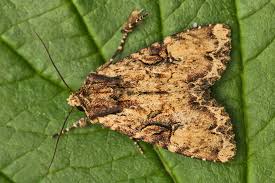 Attēlu rezultāti vaicājumam “Apamea epomidion”