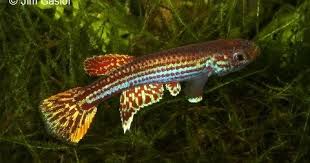 Image result for Aphyosemion