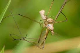 Attēlu rezultāti vaicājumam “Metellina segmentata”