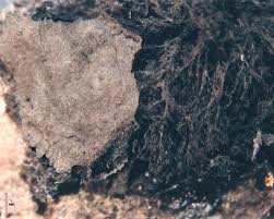 Attēlu rezultāti vaicājumam “Amaurochaete sp.”