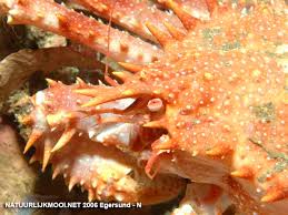 Image result for Lithodes maja