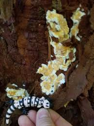 Attēlu rezultāti vaicājumam “Skeletocutis amorpha”