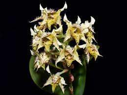 Attēlu rezultāti vaicājumam “Enteridium variabile macro”