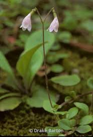 Attēlu rezultāti vaicājumam “Linnaea borealis fruit”