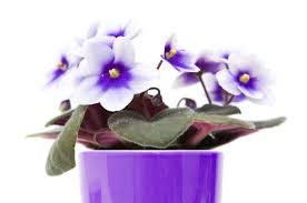 Image result for Saintpaulia ionantha Culitvar