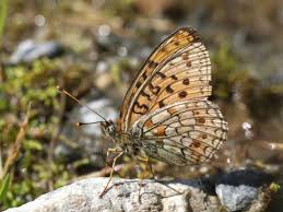 Attēlu rezultāti vaicājumam “Argynnis niobe underside”
