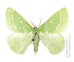 Attēlu rezultāti vaicājumam “Thetidia smaragdaria”