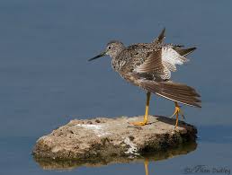 Image result for Tringa melanoleuca