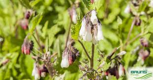 Attēlu rezultāti vaicājumam “Symphytum grandiflorum”
