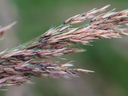 Attēlu rezultāti vaicājumam “Calamagrostis purpurea flower”