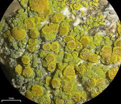 Attēlu rezultāti vaicājumam “Candelariella sp.”