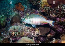 Image result for Sparisoma aurofrenatum