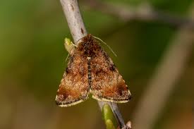 Attēlu rezultāti vaicājumam “Panemeria tenebrata”