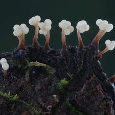 Attēlu rezultāti vaicājumam “Oligonema flavidum spores”