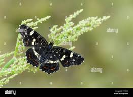 Attēlu rezultāti vaicājumam “Araschnia levana upperside”