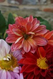 Image result for Dahlia x pinnata `Decorative Giants`