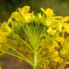 Attēlu rezultāti vaicājumam “Sisymbrium loeselii flower”