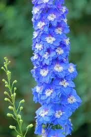 Attēlu rezultāti vaicājumam “Delphinium elatum  bud”