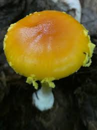 Attēlu rezultāti vaicājumam “Amaurochaete fusiformis macro”