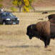 Washington states first zombie bees reported - Road Runner