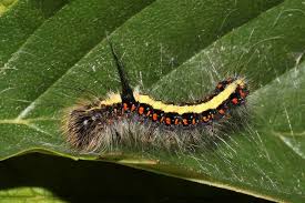 Attēlu rezultāti vaicājumam “Acronicta cuspis”