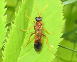 Attēlu rezultāti vaicājumam “Tenthredo campestris”